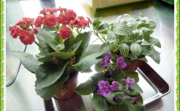 『種植物篇』*** Home Playgroup ***